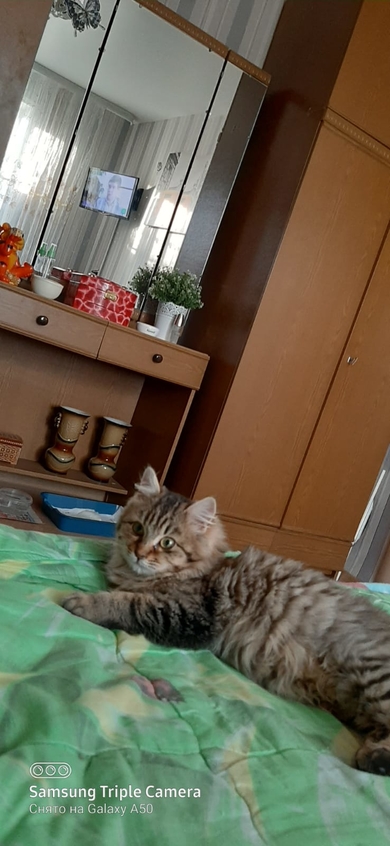 отдам котенка (7 месяцев), фото 3