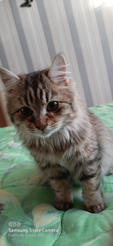 отдам котенка (7 месяцев), фото 4