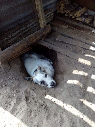 Пропал молодой пес. Минская область, Копыльский район, фото 2