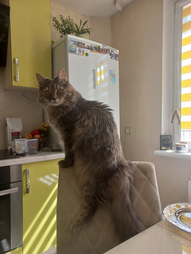 Потерялась кошка!
