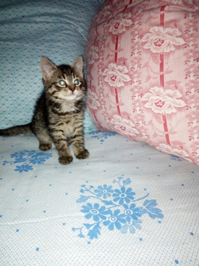 Отдам котят в ответственные руки., фото 2