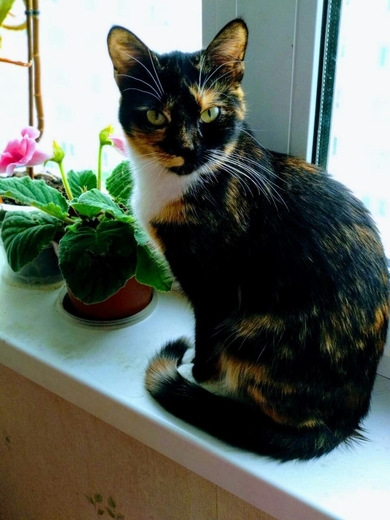 Отдам котика!!!