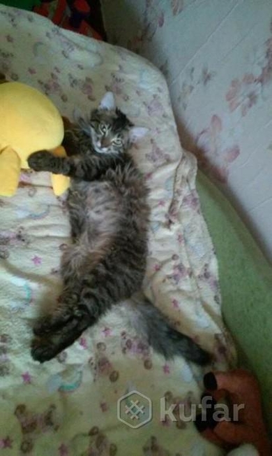 Отдам в хорошие и ответственные руки шикарного кота - подростка., фото 3