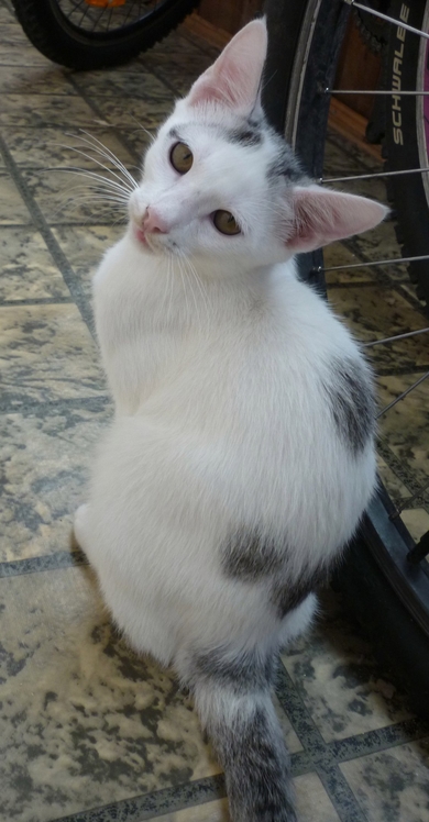 Котёнок мальчик, возраст 3,5 месяца., фото 3