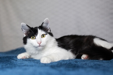 Кастрированный котенок в дар, фото 3