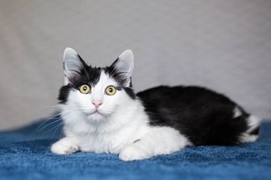 Кастрированный котенок в дар, фото 4