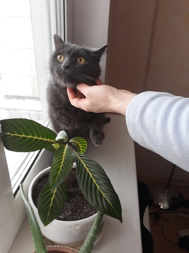 Тиша в добрые руки
