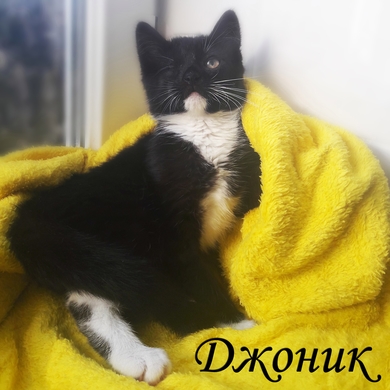 Особенный и неповторимый котёнок., фото 3