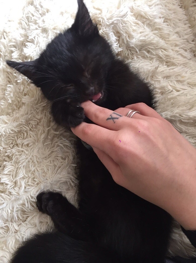 Очень игривый котёнок подросток в дар, фото 2