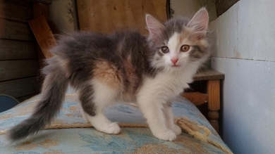 Котёнок( деаочка )в добрые руки!