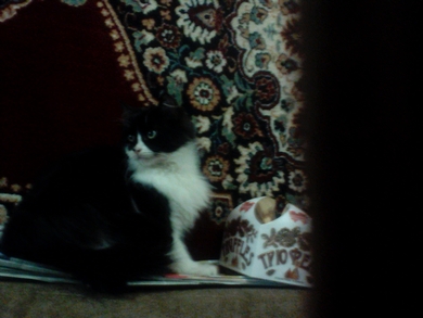 Котёнок - подросток  в добрые руки!, фото 2