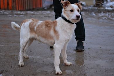 Очаровательный Яшка ищет добрые ручки., фото 2