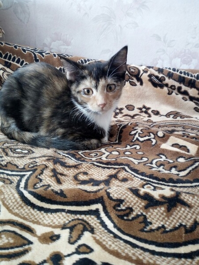 В ответственные руки котята