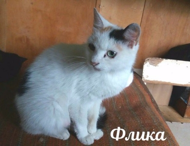 Трёхцветочка Флика очень хочет ДОМОЙ!, фото 4