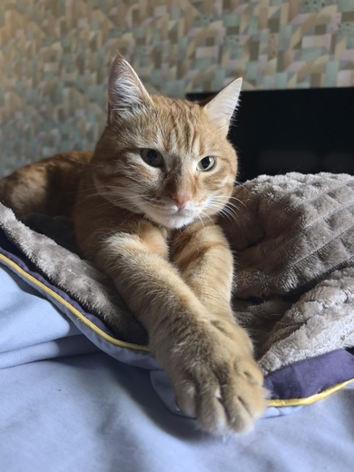 Пропал рыжий котик!!!
