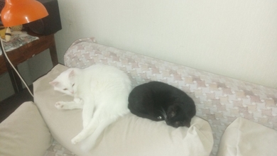 Потерялся белый полупушистый кот в районе Сухорево