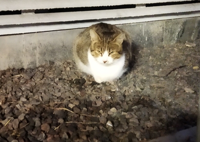 Чей котик потерялся?
