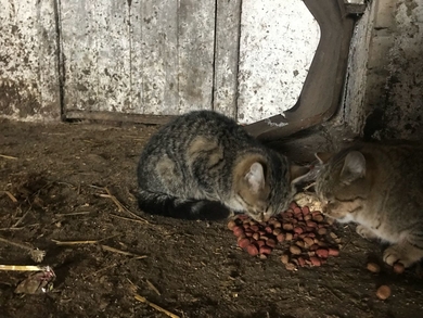 Два кота лесного окраса