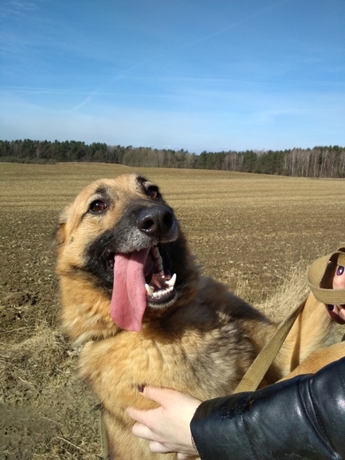 Лайм ждет любящего хозяина, фото 3