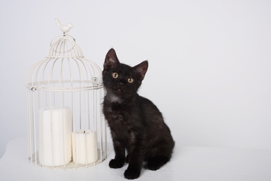 Котёнок очень хочет домой