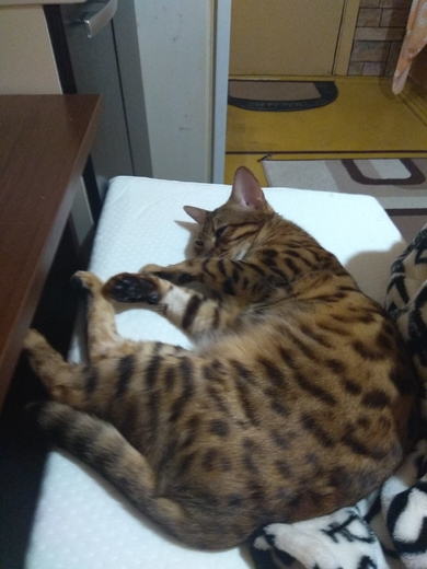15 июля потерялась бенгальская кошка, Минск, Широкая 29
