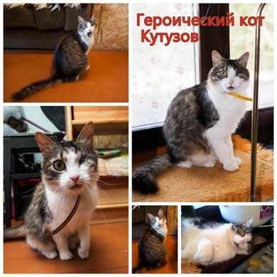 Героический кот Кутузов