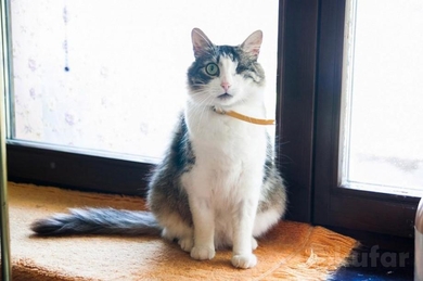 Героический кот Кутузов, фото 2