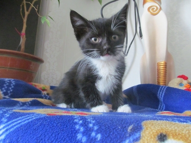 Красивый котёнок ищет ДОМ!, фото 3