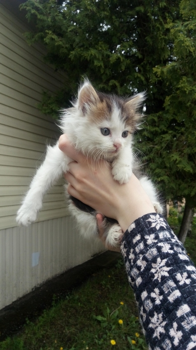 Очень красивый котенок в дар