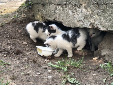 Маленькие котята в дар, фото 3
