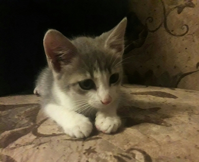 Отдам котёнока в ответственные руки.