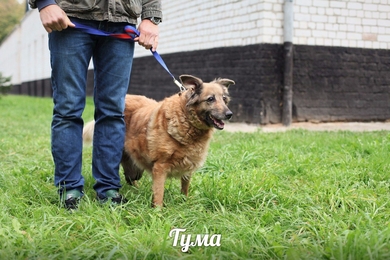 Очень хорошая собака Тума в дар, фото 3