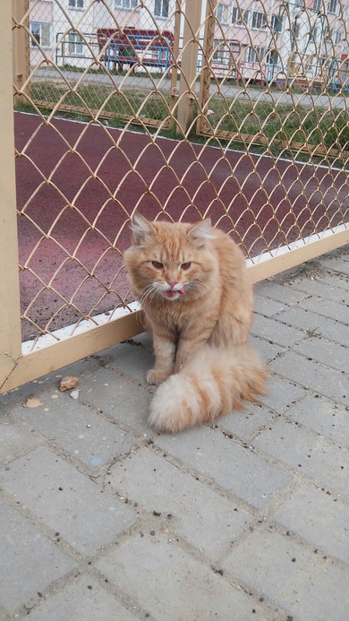 Рыжий кот в дар.