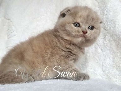 шотландские клубные котята, фото 2