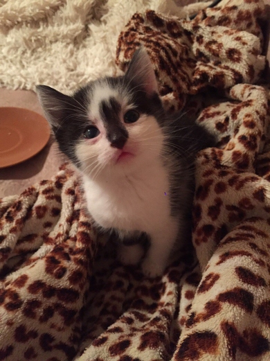 Котёнок в добрые руки!