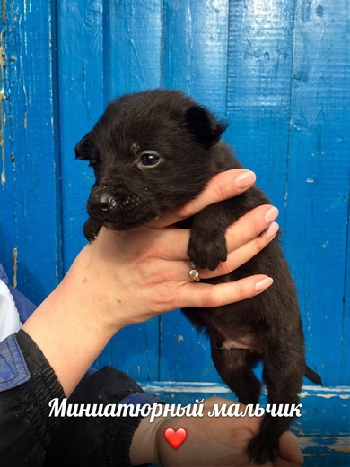 Чудесные щеночки ждут своих хозяев!, фото 2