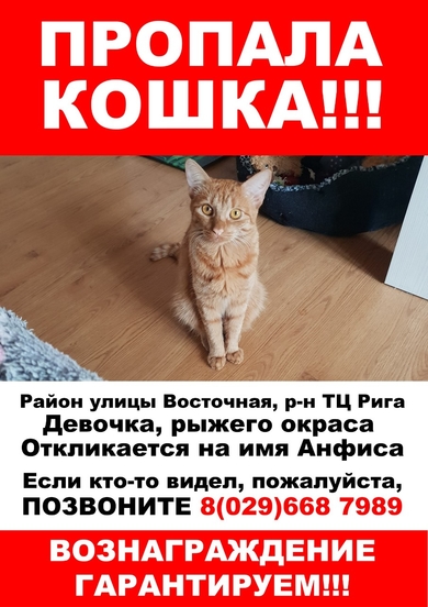 Потерялась кошка Анфиса 