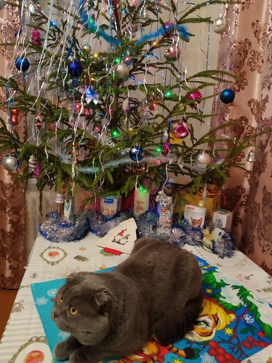 Пропал котейка