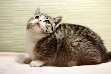 Котенок в дар, фото 3