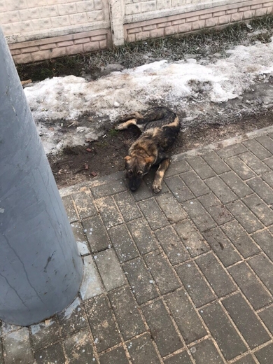 Срочно нужна передержка или дом собаке, фото 2