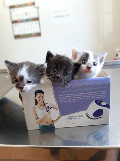 Очень красивые котята в дар