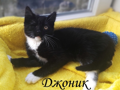 Особенный и неповторимый котёнок., фото 2