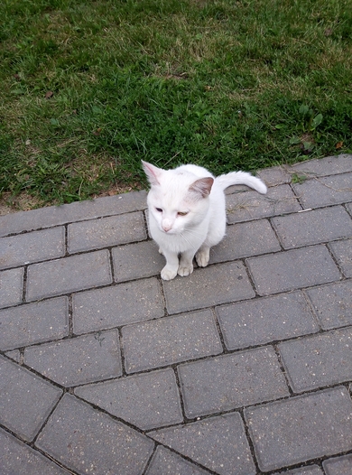 Срочно мальчишке нужен дом или передержка, фото 2