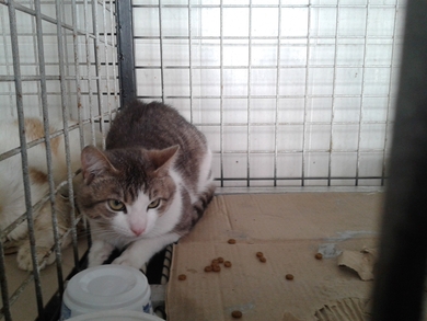 Котики нуждаются в ДОМЕ!, фото 2