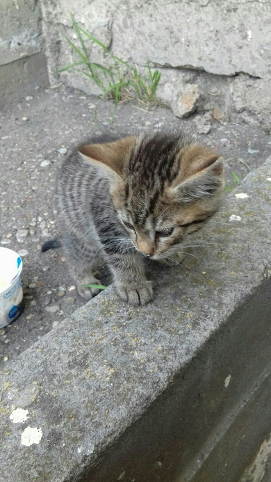 Красивые котята СРОЧНО ищут дом., фото 3