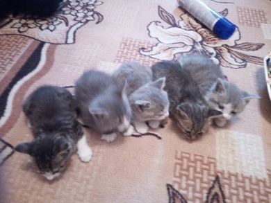Котята,  1 месяц.