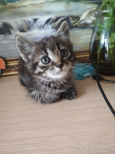 Красивый котенок в добрые руки, фото 2