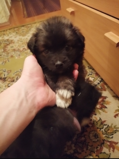 Маленьким щенкам нужна передержка или дом, фото 4