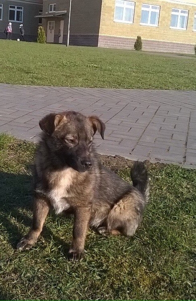 В дар молодой кобелек до года!