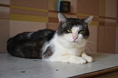 СРОЧНО нужна передержка или дом., фото 2